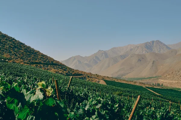 Vista previa de Proyecto: Detección de Plagas